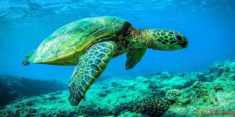 Giải Mã Mơ Thấy Rùa Đánh Con Gì? Điềm Lành Hay Dữ? 4 Mộng mị thấy rùa bơi dưới nước chốt nhanh cặp đề 34, 68