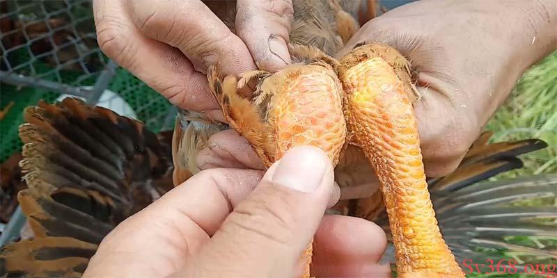 Gà Bị Sưng Khớp Chân Và Những Điều Mà Người Nuôi Cần Biết 2 Gà bị sưng khớp chân đi lại khập khiễng, vết sưng đỏ, gây đau, khó chịu