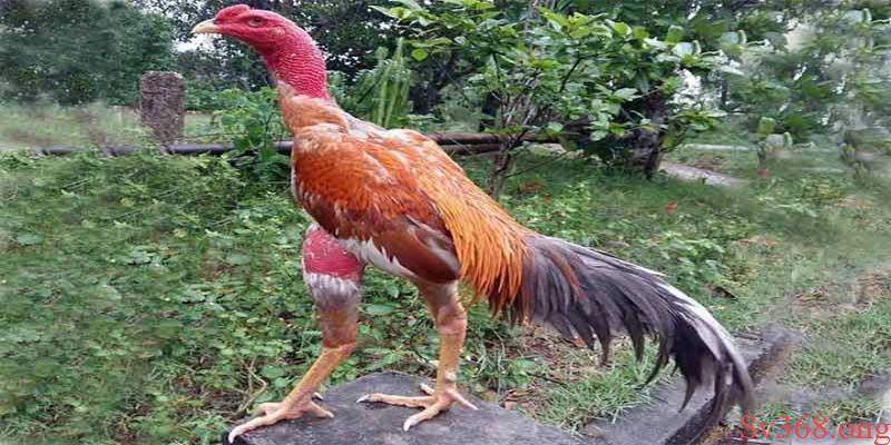Tại sao nên tìm hiểu cách nuôi gà chọi đỏ đẹp Tại sao nên tìm hiểu cách nuôi gà chọi đỏ đẹp