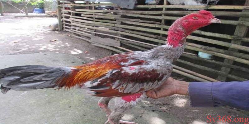 cách trị gà đá bị hóc Cách trị gà đá bị hóc bằng phương pháp tập luyện