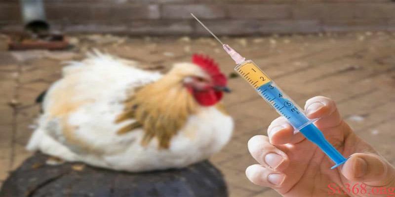 Gà khó thở Làm cách nào để điều trị gà bị khó thở?