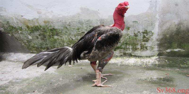 cách trị gà đá bị hóc Lưu ý trong cách trị gà đá bị hóc