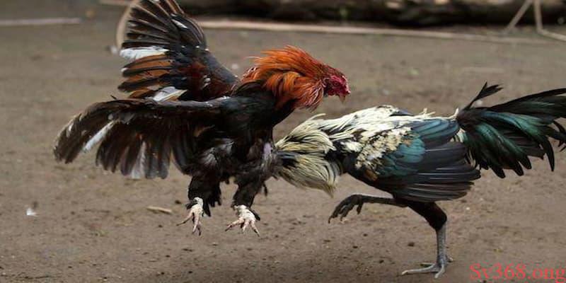 Một số lưu ý cần nắm trong luật đá gà Một số lưu ý cần nắm trong luật đá gà