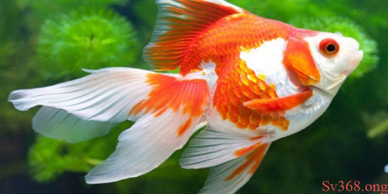 mơ thấy cá vàng Ý nghĩa của con cá vàng trong đời sống