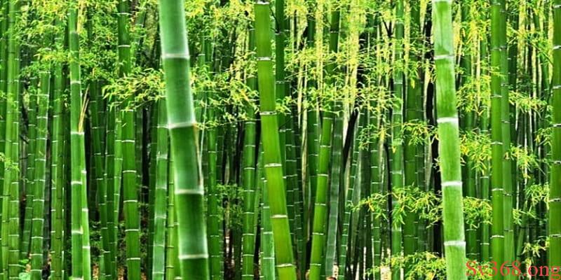 Ngủ mơ thấy cây tre xuất hiện cả bụi Ngủ mơ thấy cây tre xuất hiện cả bụi