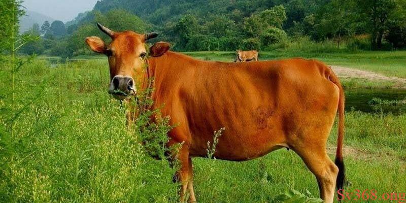 mơ thấy con bò Hình ảnh của con bò trong văn hóa và tâm linh